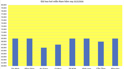 Giá heo hơi hôm nay 25/3/2026: Tiếp tục giảm sâu tại miền Bắc