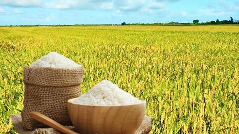 Giá lúa gạo hôm nay ngày 26/3: Gạo xuất khẩu đảo chiều tăng nhẹ