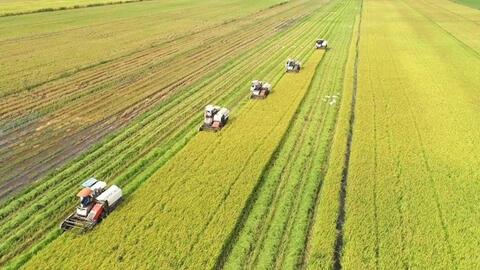 Biến cánh đồng từ nguồn phát thải thành "lá chắn" bảo vệ bầu khí quyển