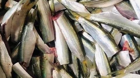 Lý do cá trích là loại cá béo tốt cho sức khỏe