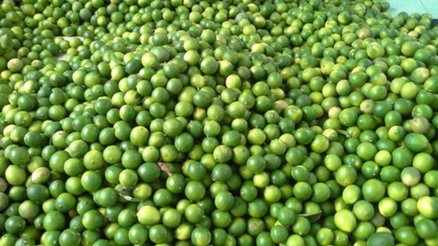 Giá nông sản hôm nay 8/4: Giá chanh tăng mạnh, cà phê thế giới giảm