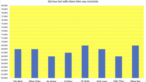 Giá heo hơi hôm nay 14/4/2026: Tiếp tục neo cao