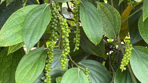 Giá tiêu hôm nay 14/4/2026: Tăng nhẹ, lên mốc 140.000 đồng/kg