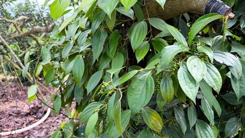 Giá tiêu hôm nay 17/4/2026: Lặng sóng