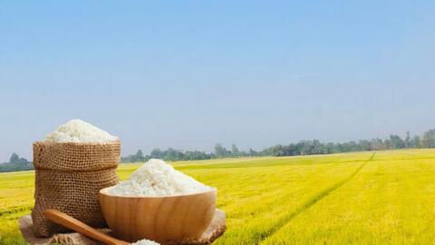 Giá lúa gạo hôm nay ngày 21/4: Gạo nguyên liệu xuất khẩu tăng nhẹ