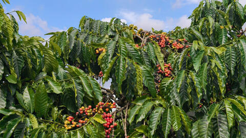 Giá cà phê hôm nay 22/4/2026: Quay đầu giảm nhẹ