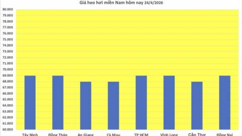 Giá heo hơi hôm nay 24/4/2026: Tăng vài nơi