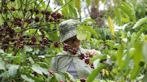 Giá cà phê hôm nay 27/4/2026: Cao nhất 88.000 đồng/kg