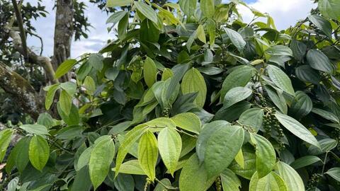 Giá tiêu hôm nay 27/4/2026: Duy trì ổn định