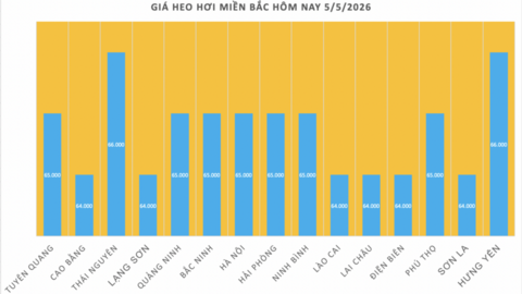 Giá heo hơi hôm nay 5/5/2026: Biến động trái chiều