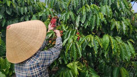 Giá cà phê hôm nay 6/5/2026: Phục hồi nhẹ, tăng 400 - 500 đồng/kg