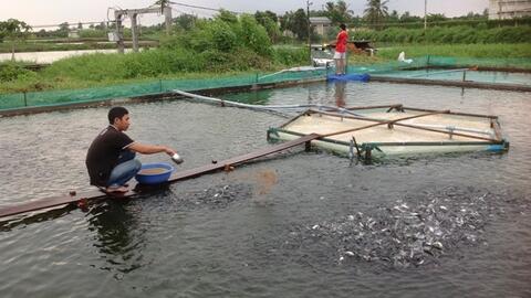 TP. Cần Thơ phát triển nuôi trồng thủy sản bền vững