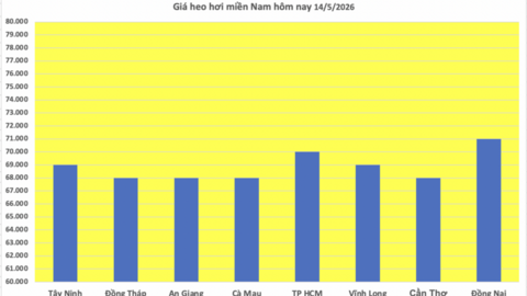Giá heo hơi hôm nay 14/5/2026: Cao nhất 71.000 đồng/kg