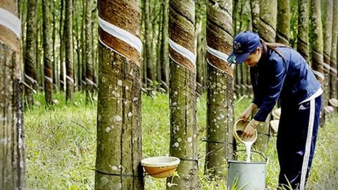Xuất khẩu cao su đối diện sức ép từ giá và quy định môi trường