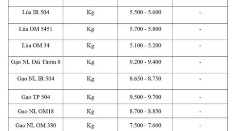 Giá lúa gạo hôm nay ngày 4/6/2026: Gạo thơm Jasmine tăng 1.000 đồng/kg