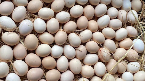 Cách chọn trứng gà tốt cho cơ bắp