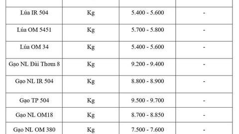 Giá lúa gạo hôm nay ngày 6/7/2026: Gạo OM 18 tăng 500 đồng/kg