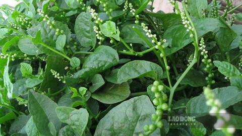 Ăn rau mồng tơi sai cách có thể âm thầm làm tăng nguy cơ sỏi thận