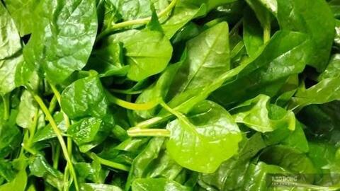 Mức độ rau mồng tơi tốt cho gan