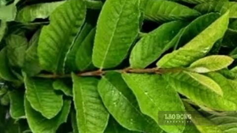 Hướng dẫn bà nội trợ cách uống nước lá ổi để hỗ trợ giảm mỡ bụng, giảm cân