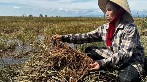 Nâng hỗ trợ phí bảo hiểm nông nghiệp lên tối đa 95% từ 20/10/2026