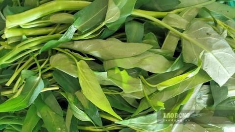 Loại rau quen thuộc tốt cho xương khớp lại hỗ trợ thải độc gan