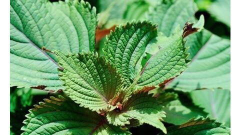 Uống nước lá tía tô với gừng: Lợi ích không ngờ mà các bà nội trợ nên biết