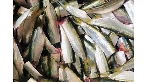 Lý do cá trích là loại cá béo tốt cho sức khỏe