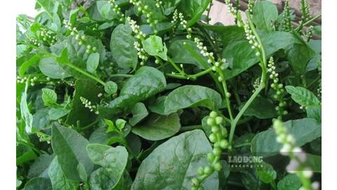 Ăn rau mồng tơi sai cách có thể âm thầm làm tăng nguy cơ sỏi thận