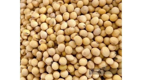 Loại tinh bột có lợi cho gan