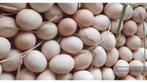 Giải độc gan và trứng: Những điều cần biết