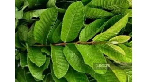 Hướng dẫn bà nội trợ cách uống nước lá ổi để hỗ trợ giảm mỡ bụng, giảm cân