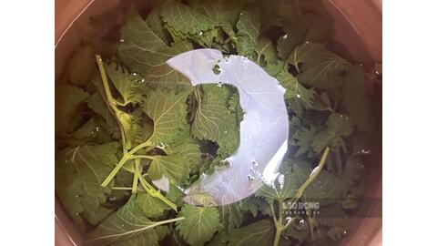 Cách làm nước lá tía tô hỗ trợ hạ axit uric, người bệnh gout nên dùng