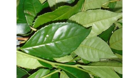 Thức uống quen thuộc của người Việt được cho là hỗ trợ ổn định huyết áp
