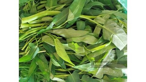 Loại rau quen thuộc tốt cho xương khớp lại hỗ trợ thải độc gan