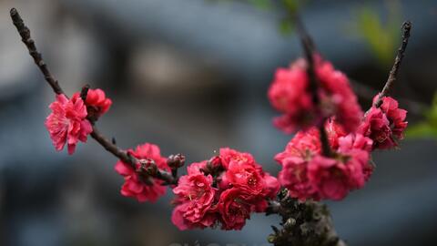 Đào Thất Thốn - Loại đào tiến Vua, nằm điều hòa "chờ Tết"