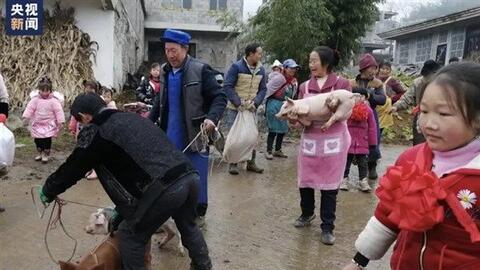 Trung Quốc: Trường thưởng lợn cho học sinh giỏi