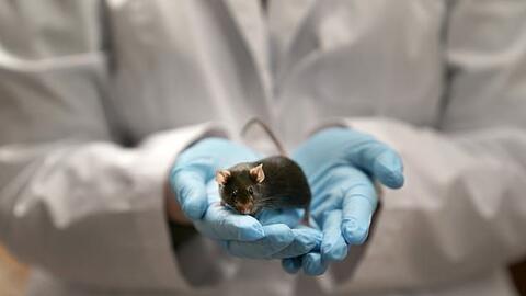 Nghiên cứu của Trung Quốc: Omicron có thể được tiến hóa ở chuột