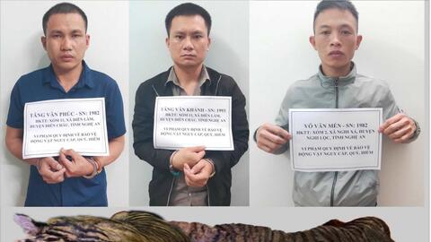 Lại Châu: 3 đối tượng vận chuyển cá thể hổ nặng trên 200kg đi tiêu thụ