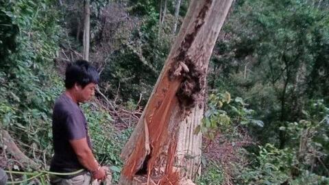 Gia Lai: Bắt quả tang 3 đối tượng khai thác gỗ trái phép