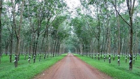 Lợi nhuận quý I của "ông lớn" cao su GVR tăng 5% nhờ tiền đền bù đất