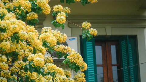 Mê mẩn mùa hoa... bún Hà Nội