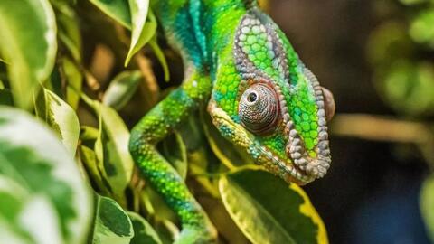 Nhiều loài bò sát trên Trái đất trước nguy cơ tuyệt chủng