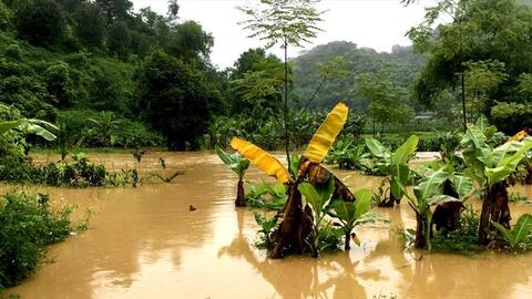 Mưa lũ lớn ở Bắc bộ: Ba người thiệt mạng, gần 10.000 cây trồng bị ngập úng