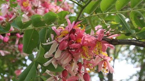 Rực rỡ sắc hoa đào Cát Tiên