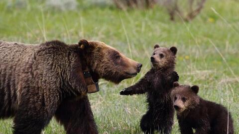 Kỳ thú công viên quốc gia