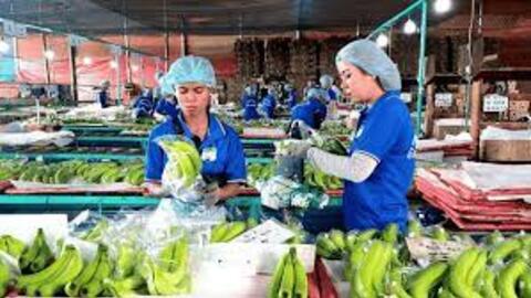 Tiếp tục hưởng lợi nhờ giá chuối cao, HAG lãi sau thuế 108 tỷ đồng trong tháng 2 