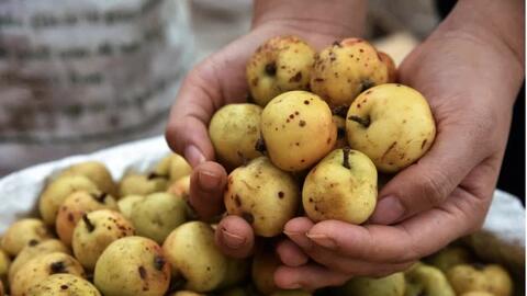 3 loại quả vị chua chát lại là “thuốc” chống ung thư, hạ đường huyết tự nhiên: Ở Việt Nam mọc hoang rất nhiều