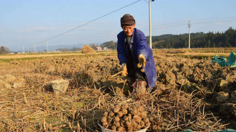 4 loại rau củ vừa ngon vừa rẻ, nhưng lại là “tổ ký sinh trùng”: Nhiều người thích ăn sống, rước cả Ổ BỆNH mà không hay