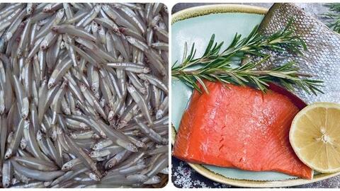 Tổng hợp 5 loại cá giàu protein nhất, rất tốt cho sức khoẻ